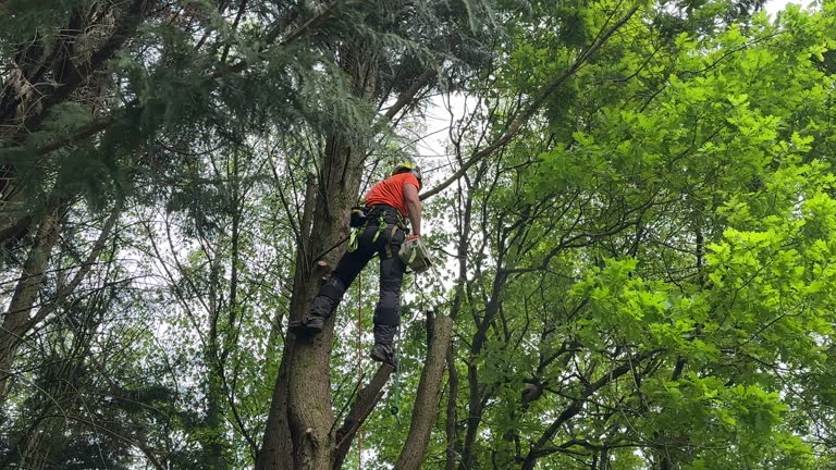 Best Tree Removal Services  in Lexington, MI